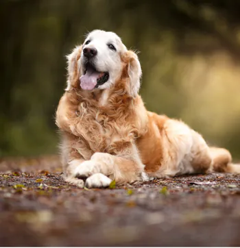 Souodog