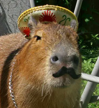 capibaraespaniol1