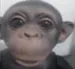 MonkyDiego