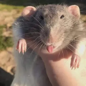 ZuMiKzy