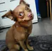 pugiis