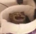 Nodlehs