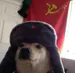 Cr4zydog
