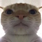 Kalleo