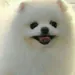bellmeltv