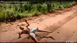 Ogustamits Kick
