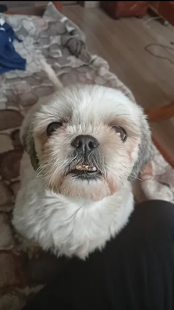 toflek
