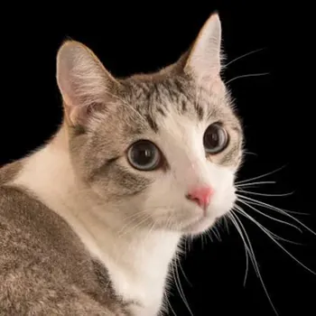 gatunonegoneynews