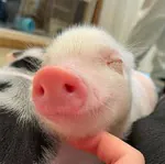 Pigaas