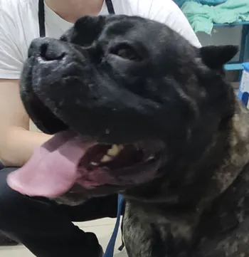 OgyDoggy