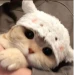 Roiwix
