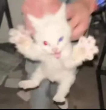 GatoG0rdo