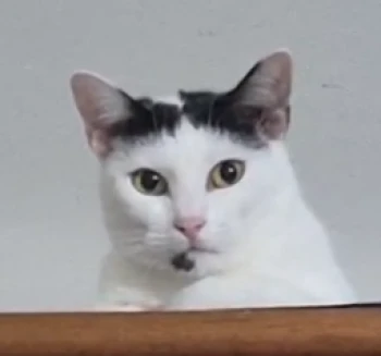 Kick Profile Pic