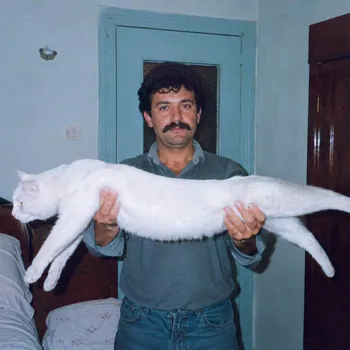 qralciplak