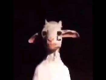 kaagaroo