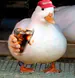 elpatito2001