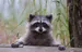 marchofcritters