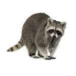 Raccoonmatata Kick