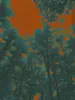 Forest010