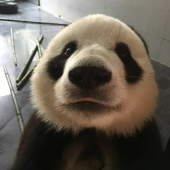 MeganDaPanda