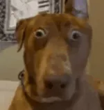 BaLu_NoVa