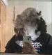 IgotKCIPloser