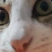 LucidBandit