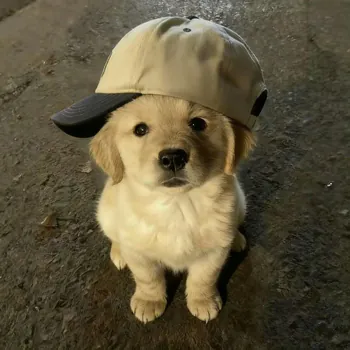 BacaVZ