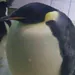 MosyoPenguen