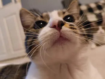 cekuvebalim