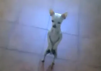 yogurtgriegooo
