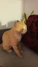Panquesito_xdd