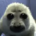 dskylh