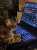 Gato_Trader_CL