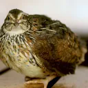 EvilQuail