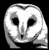 owl_rust1