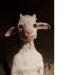 GoatB0i