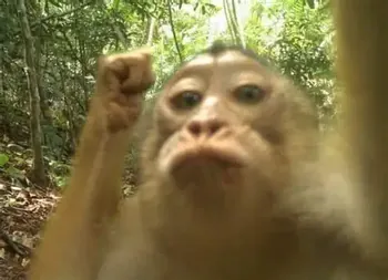 HABIBIMONKEY