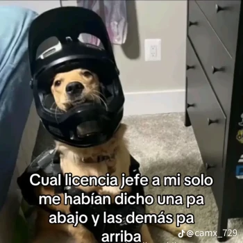 perrro_arrepentido - Kick Charts