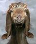Rihhal