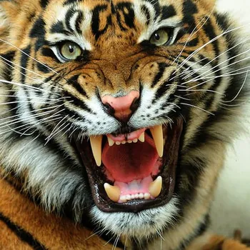TigerNationTV