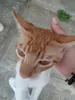 Thonyxito