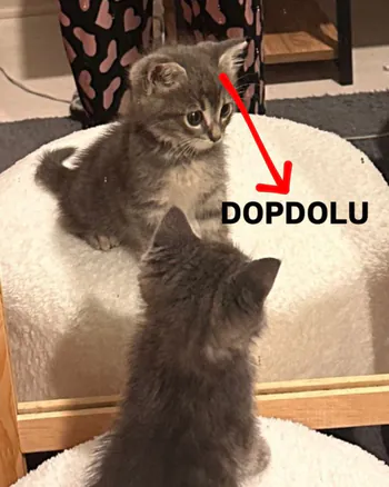 Kitsunevlrr