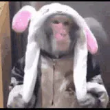 Moncake_Macho