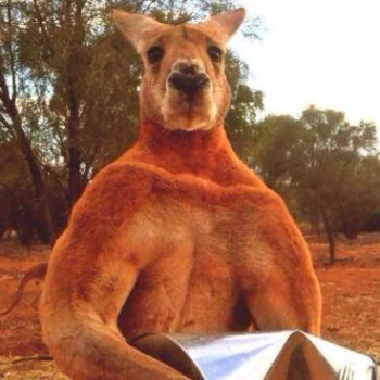 Kick profile picture for @kangaroo