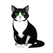 MISHI542