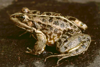 zamazingobalak