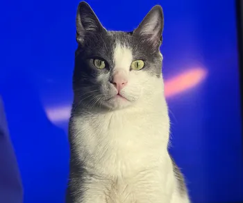 Chinancio