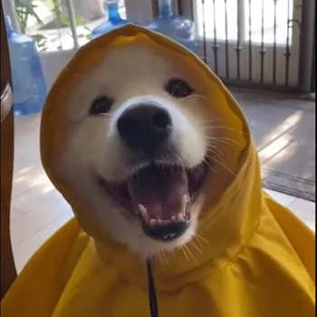 DoDeKKK