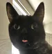 Yoinky_Sploingus